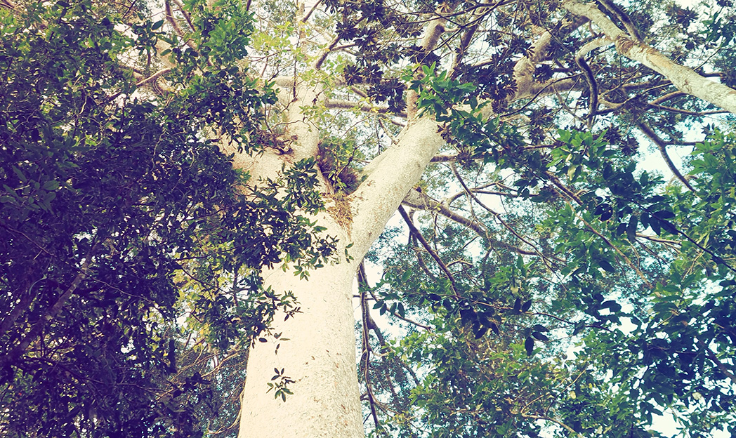 Kauri millénaire. Le truc à voir !